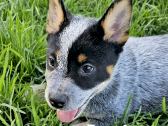 Blue Heeler (Cattle Dog) Pure Bred Pups