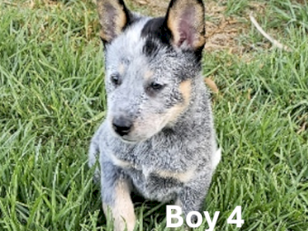 Blue Heeler (Cattle Dog) Pure Bred Pups