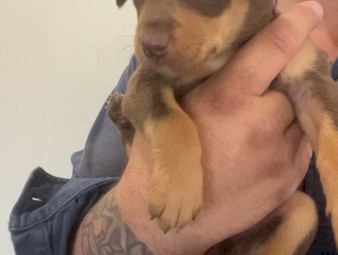 Kelpie pups