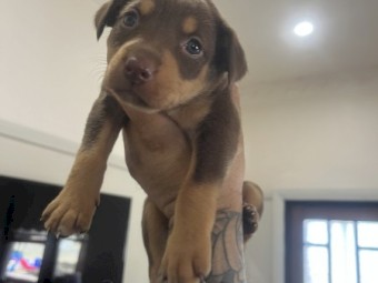 Kelpie pups