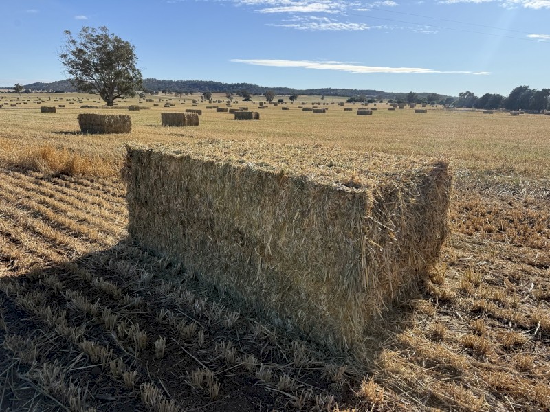 Wheaten Hay 8x3x4