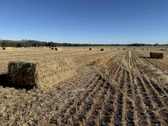 Wheaten Hay 8x3x4