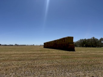 Wheaten Hay 8x3x4