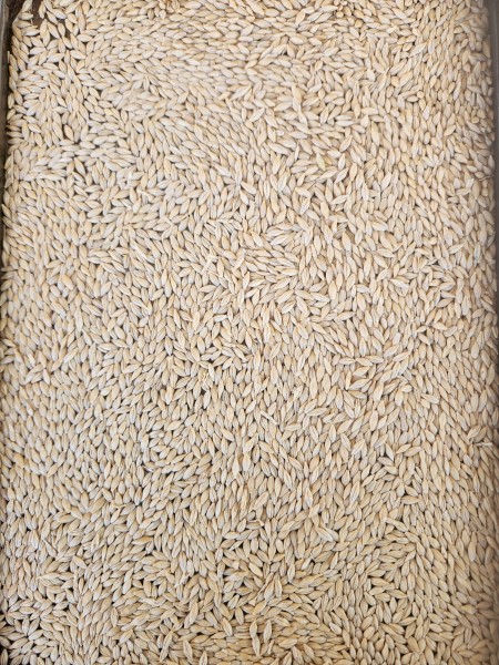 40tmt Neo Barley
