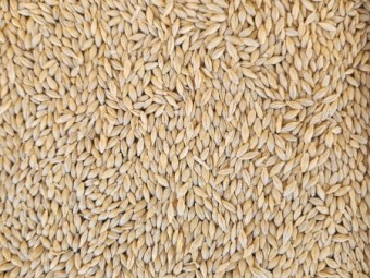 40tmt Neo Barley