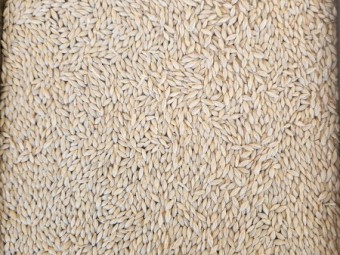 40tmt Neo Barley