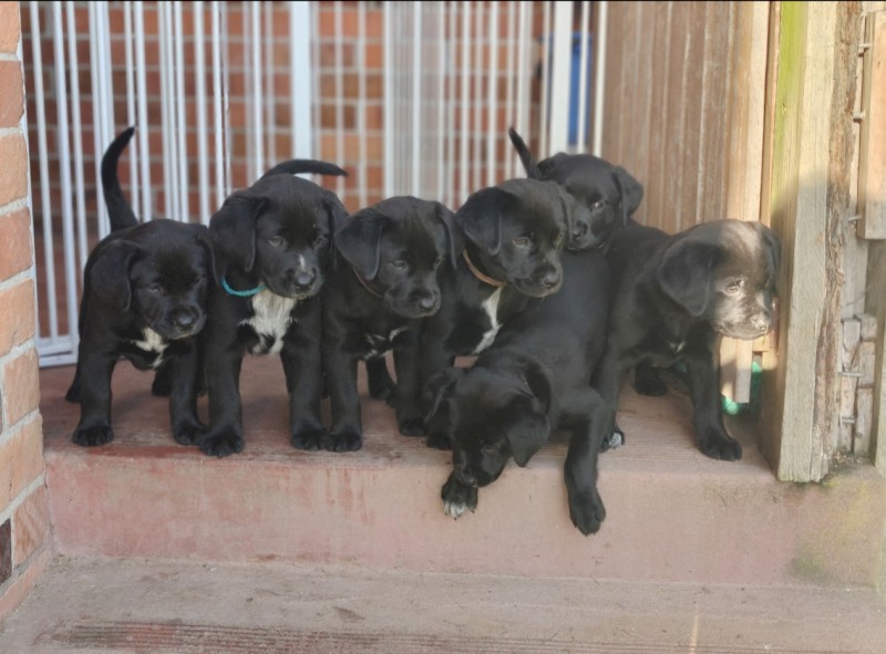 Labraheeler Puppies