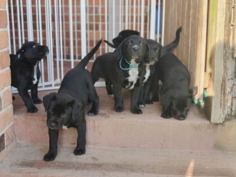 Labraheeler Puppies