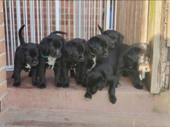 Labraheeler Puppies