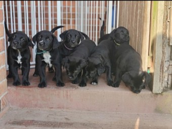 Labraheeler Puppies