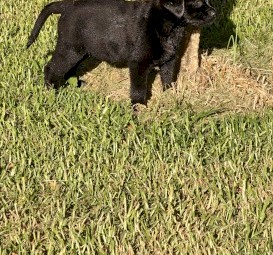 Labraheeler Puppies