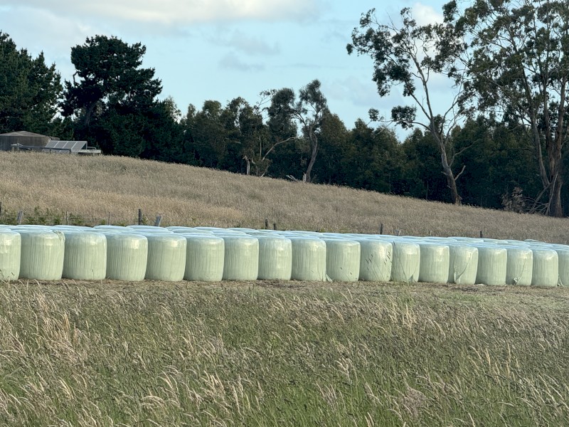 Pasture Silage 