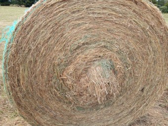 36 x Oaten Rye Round Rolls