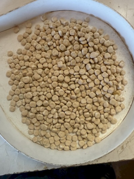 Albus  Lupins