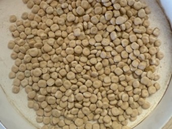 Albus  Lupins