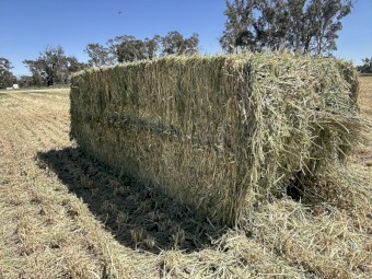 300mt Barley Hay 8x4x3 Bales
