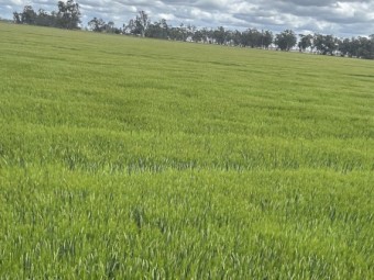 300mt Barley Hay 8x4x3 Bales
