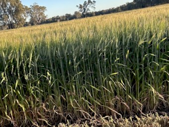 300mt Barley Hay 8x4x3 Bales