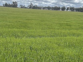 300mt Barley Hay 8x4x3 Bales