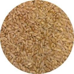 WANTED BAR1 Barley