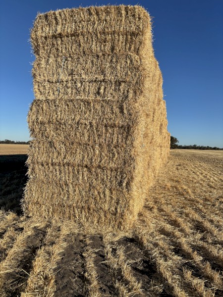300mt Barley Straw 8x4x3 Bales