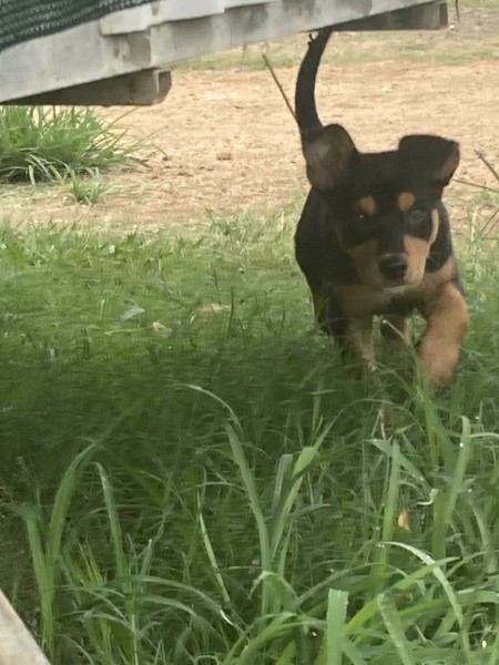 Working Kelpie Pups