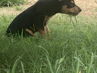 Working Kelpie Pups