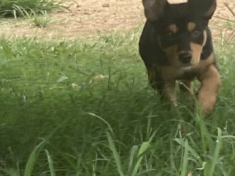 Working Kelpie Pups