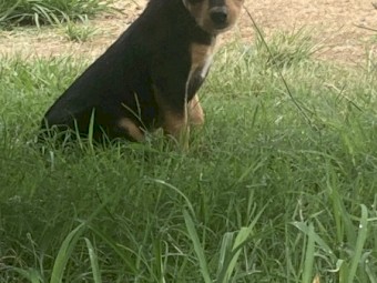 Working Kelpie Pups