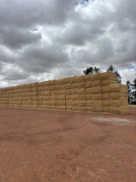 Barley Straw