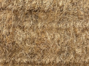 Barley Straw