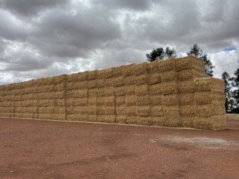 Barley Straw