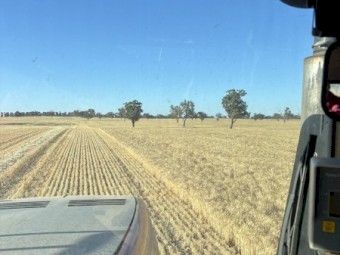 Barley Straw
