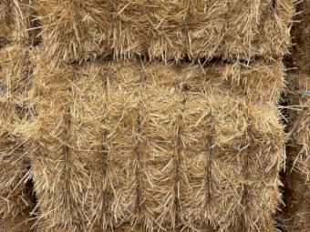 Barley Straw