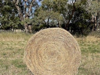 600 x Rye and Clover Mix Hay 5x4 Round Bales