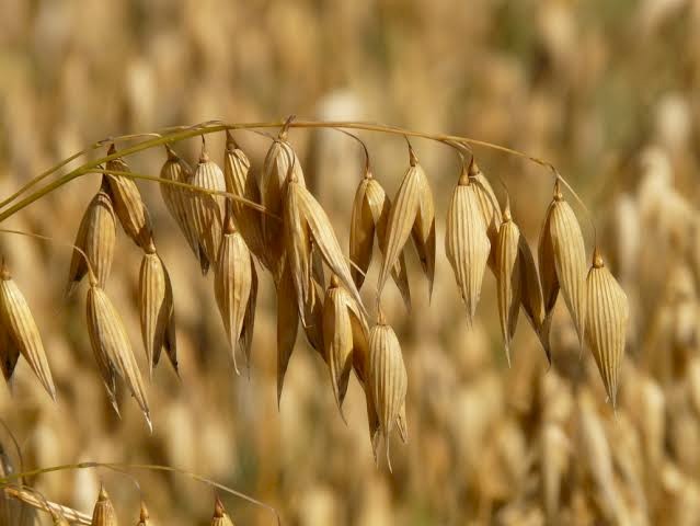 50-70mt Archer Oats