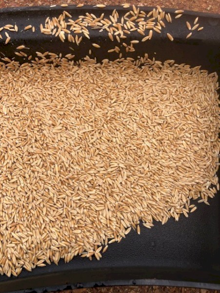 20mt Mitika Seed Oats Graded