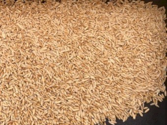 20mt Mitika Seed Oats Graded