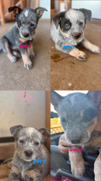 Blue Heeler Pups x 7