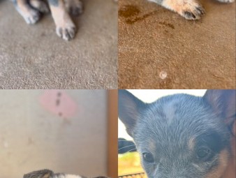Blue Heeler Pups x 7