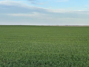 10,000 x Lucerne Hay Small Square Bales