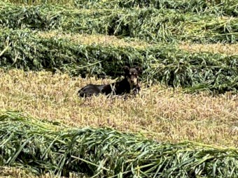 Oaten Hay 5X4 Rolls