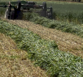 Oaten Hay 5X4 Rolls