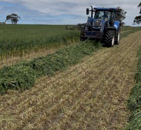 Oaten Hay 5X4 Rolls