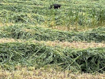 Oaten Hay 5X4 Rolls