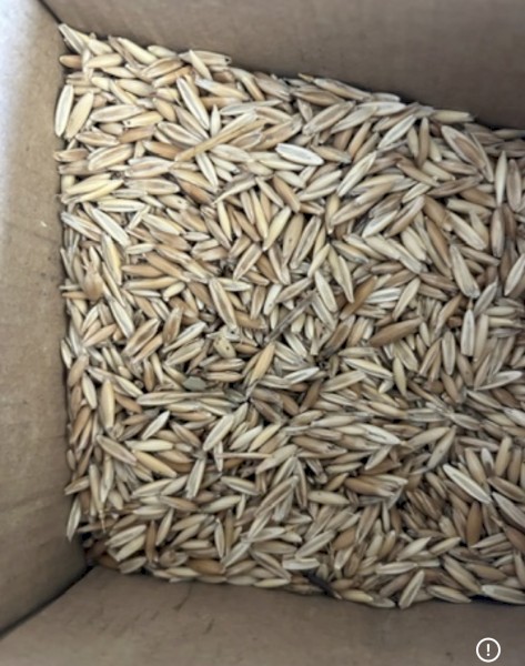2025 Season Oats 