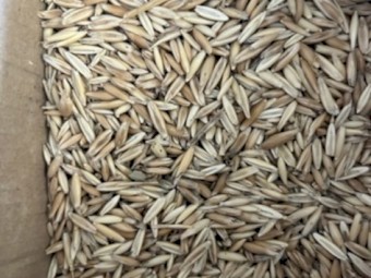 2025 Season Oats 