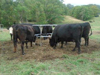 36 x Rye & Herb Silage Bales