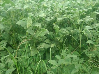 42 x Soybean Silage 4x4 Rolls (21.7% Protein)