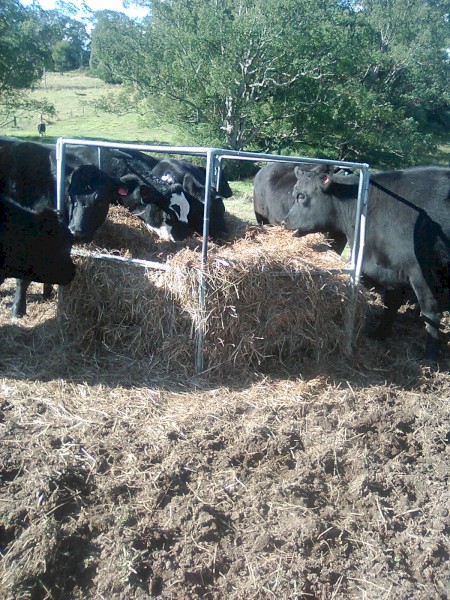 Improved Pasture & Herbs Silage 4x4 Rolls x 161